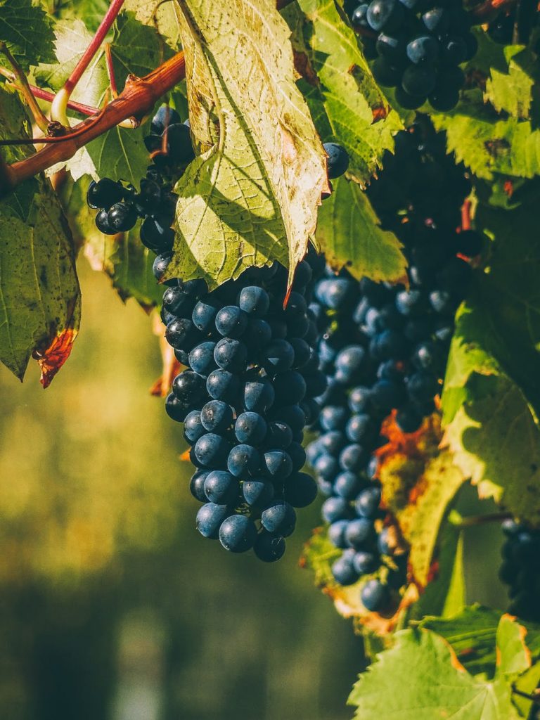 photo of grapevine